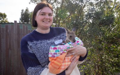 Phoebe the joey gets second chance at Investigator
